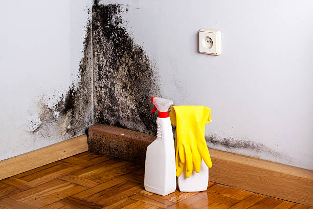 Best Environmental Consulting for Mold Prevention  in La Verne, CA